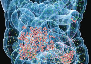 The Microbiome and Gut-Brain Connection