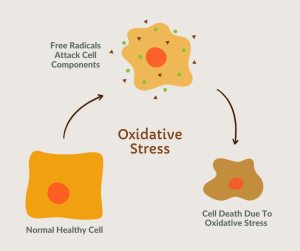 Diagram of cellular death due to oxidative stress