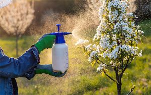 Spraying Pesticides